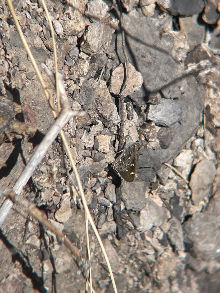 Python Skipper