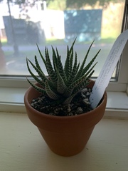 Haworthiopsis fasciata