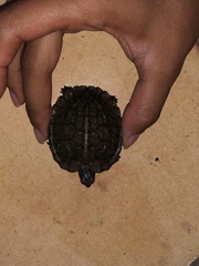 Painted Wood Turtle photo 4