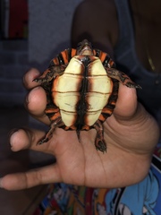 Painted Wood Turtle photo 5