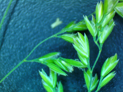 Poa trivialis iNat (1)