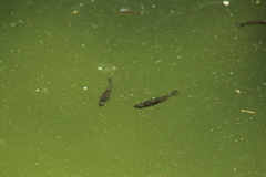 Pseudoxiphophorus bimaculatus