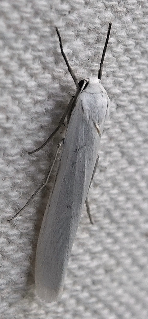 Pearly-winged Lichen Moth
