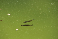 Pseudoxiphophorus bimaculatus