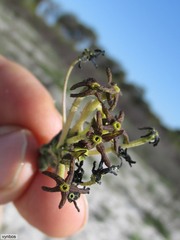 Lyperia