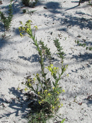 Lyperia