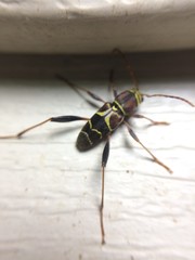 Neoclytus mucronatus