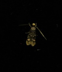 Stenoptinea auriferella