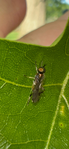 Actina viridis photo 4