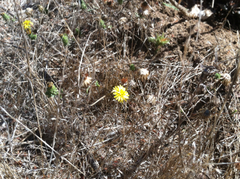 Lessingia germanorum