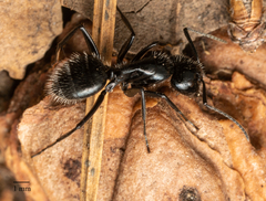 Camponotus laevissimus