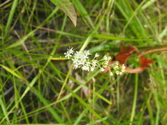 Triantha racemosa