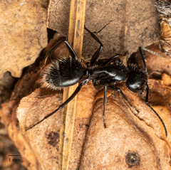 Camponotus laevissimus
