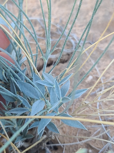 rush lemonweed (Ladeania juncea)