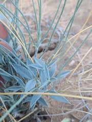 Ribbon Dracaena (Ladeania juncea)