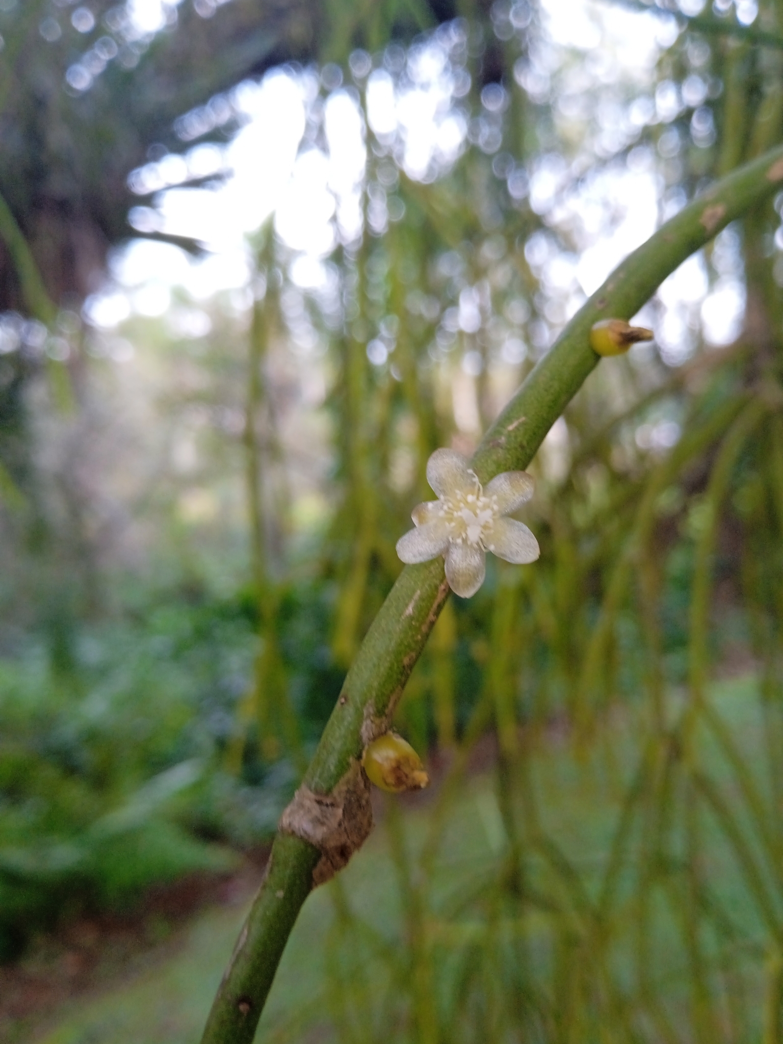 Rhipsalis teres