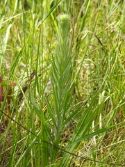 Liatris pycnostachya