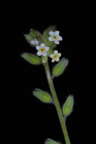 Myosotis discolor
