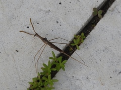 Ranatra quadridentata