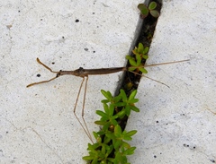 Ranatra quadridentata