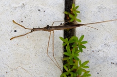 Ranatra quadridentata