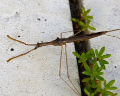 Ranatra quadridentata