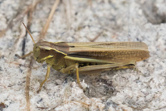 Stethophyma lineatum