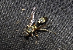 Mischocyttarus pallidipectus