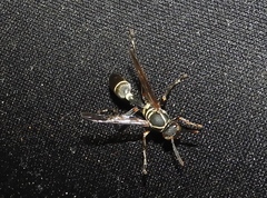 Mischocyttarus pallidipectus