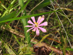 Sabatia gentianoides