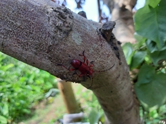 Dicelosternus corallinus