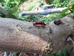 Dicelosternus corallinus