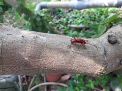 Dicelosternus corallinus