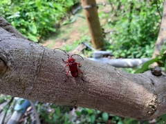 Dicelosternus corallinus