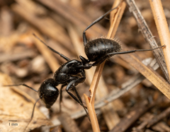 Camponotus laevissimus