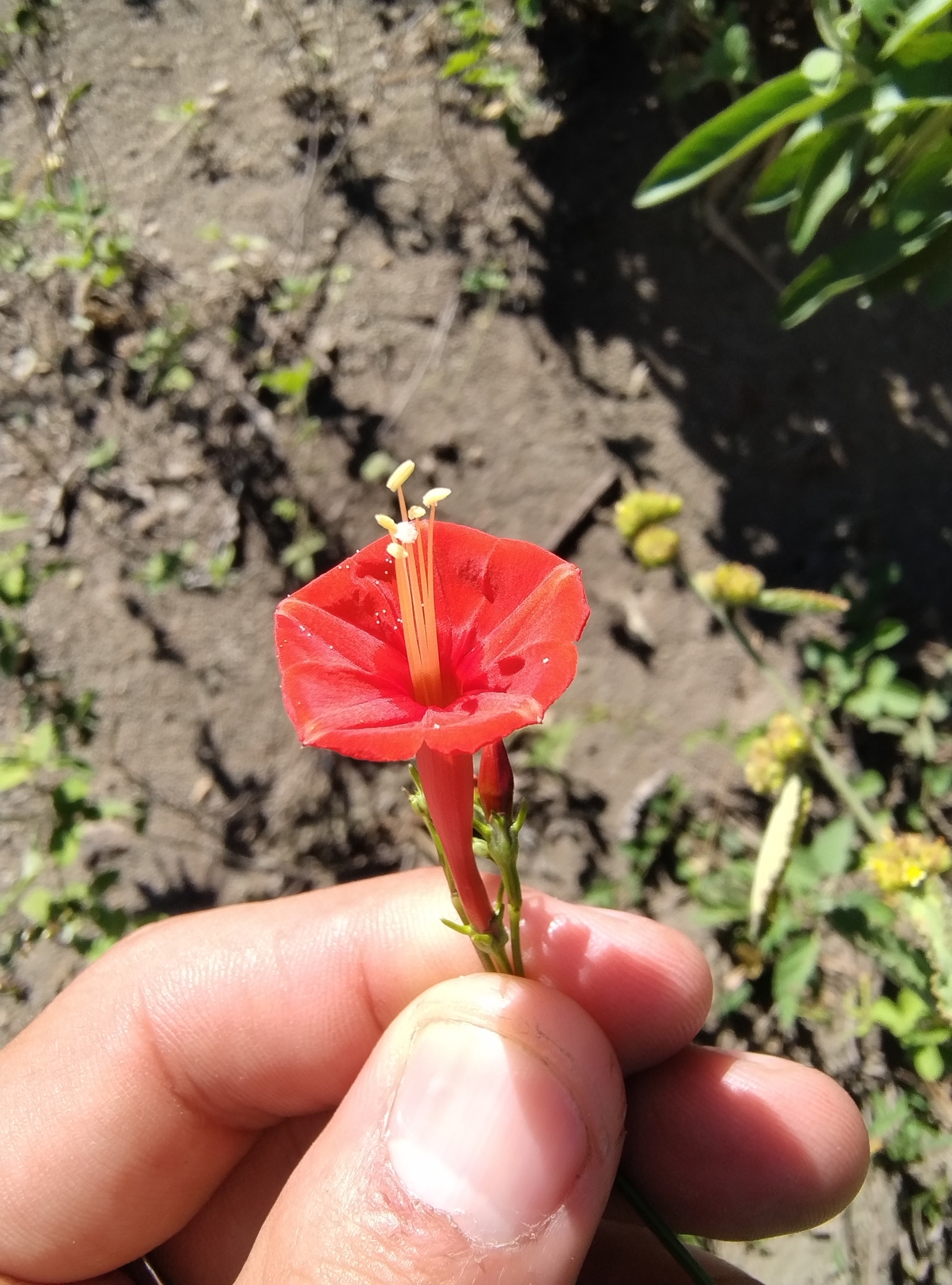 Ipomoea hederifolia
