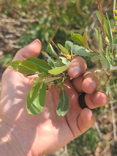 Salix lutea, photograph 3
