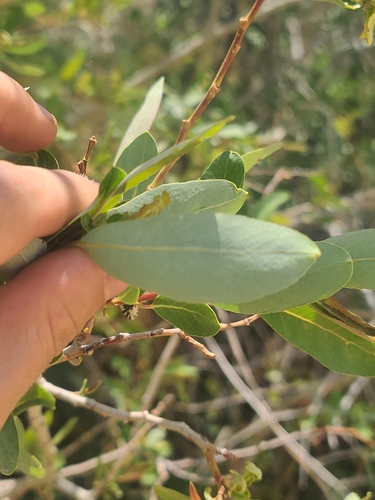 Salix lutea, photograph 4