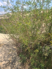 Salix lutea, photograph author not stated, no rights reserved