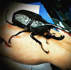 Dynastes septentrionalis