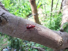 Dicelosternus corallinus