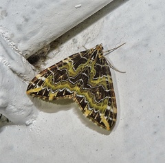 Eustroma chalcoptera