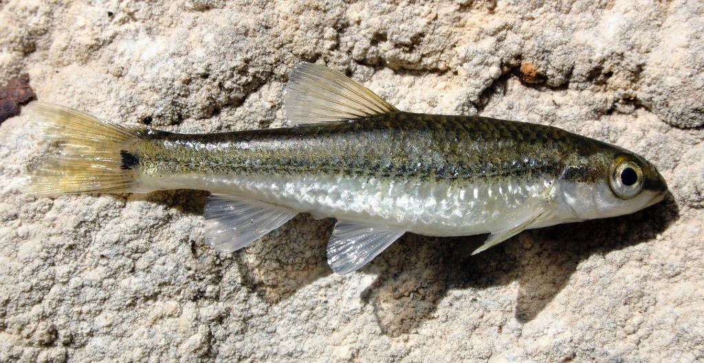 Guadalupe Roundnose Minnow
