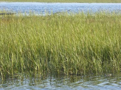 Spartina