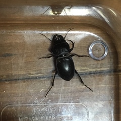 Pasimachus californicus