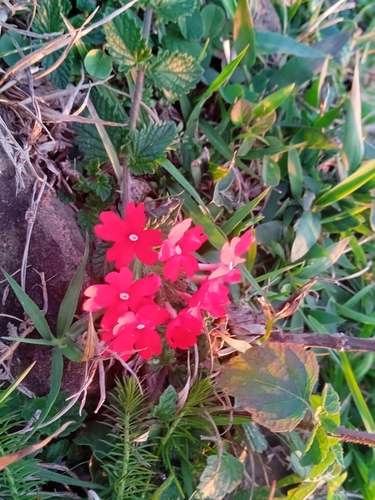 Peruvian Mock Vervain