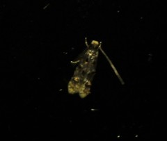 Stenoptinea auriferella