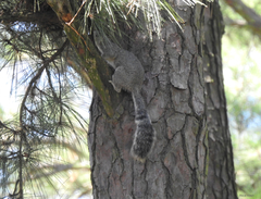 Sciurus niger cinereus