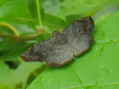 Antigonus erosus