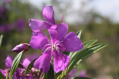 Pleroma granulosum
